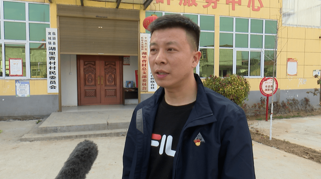 毛叶山桐子怎么采收最好