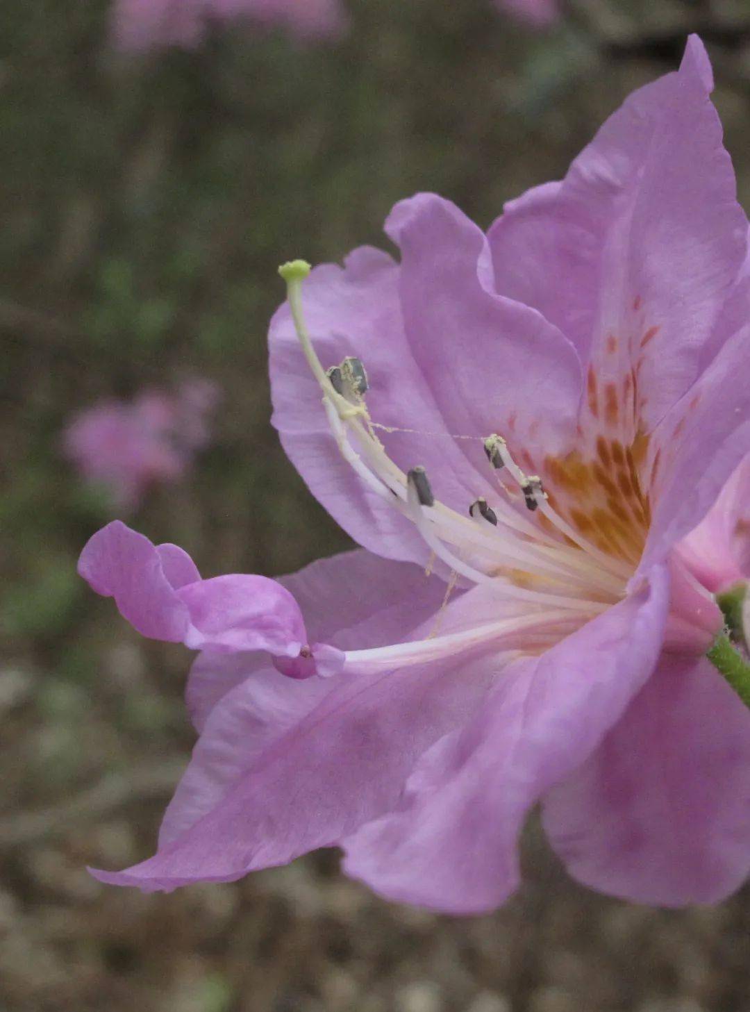浙江特有种华顶杜鹃华丽绽放
