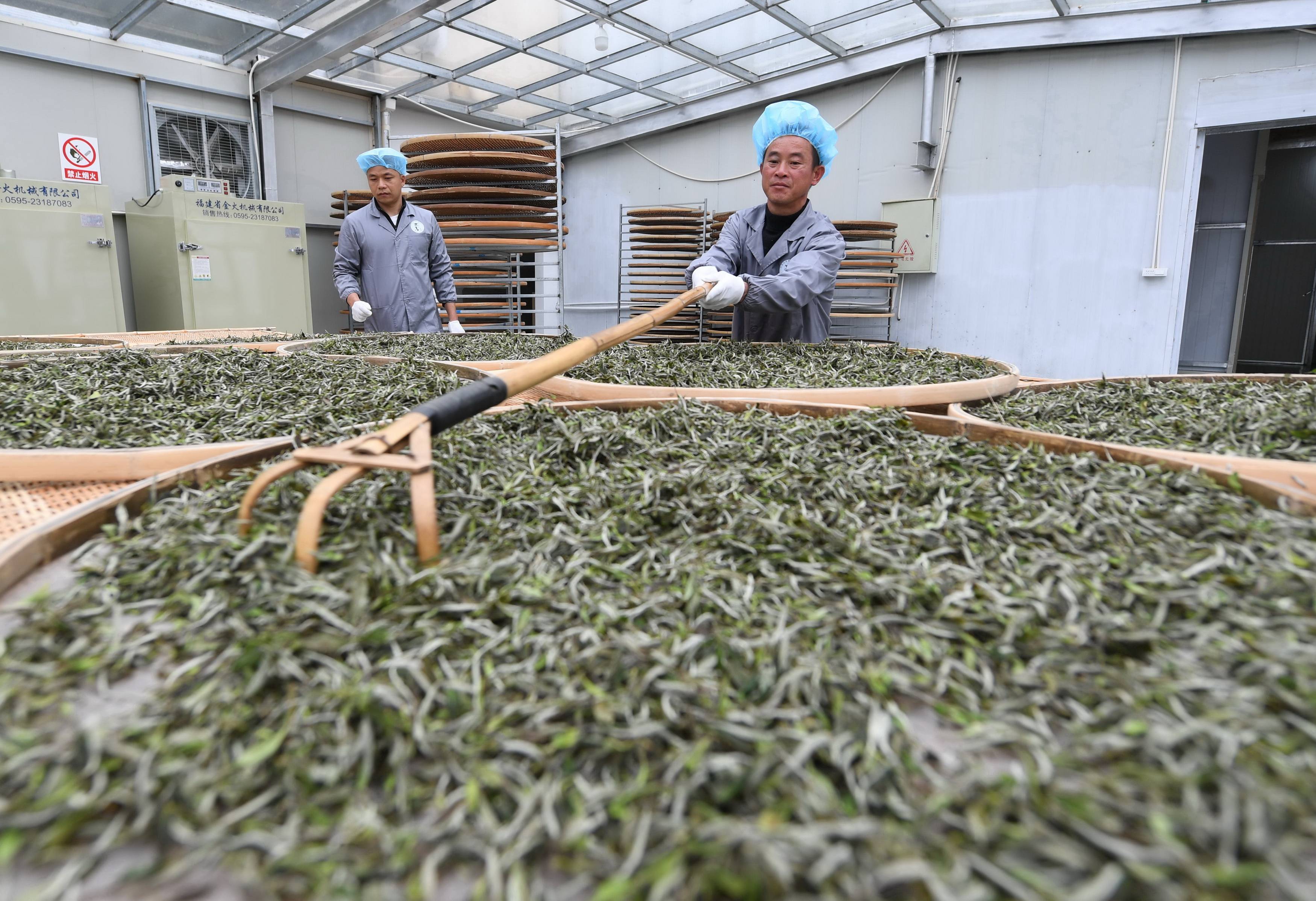 3月31日,李照铁(右)在白茶制作过程中进行翻茶工序.