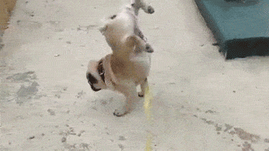2fafce84e7934b3e92e8ed4f8b32160c.gif