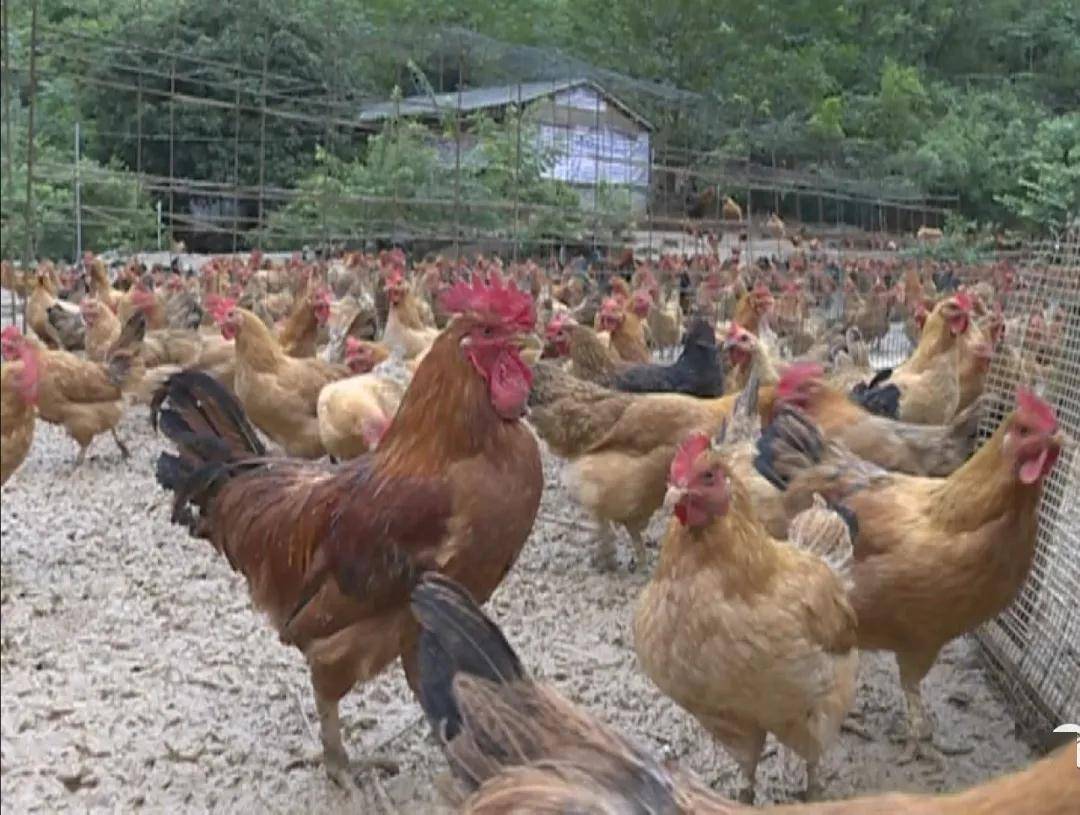 定心丸!猪牛羊鸡供应充足价格稳定