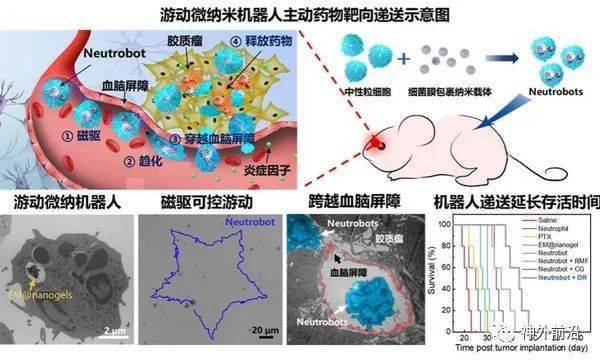 學術動態哈工大研發微納米機器人靶向遞藥治療腦膠質瘤發表在science