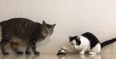 a9f485eff9b24f6091720dc61fa26f4a.gif