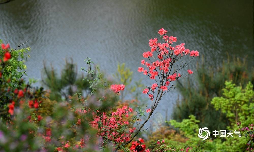 浙江金华百种杜鹃花绽放 姹紫嫣红春色惹人醉