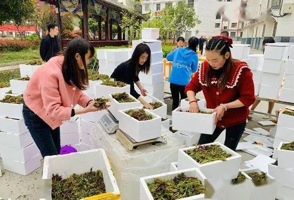 电商助力 郧西六郎香椿日销万单 销售