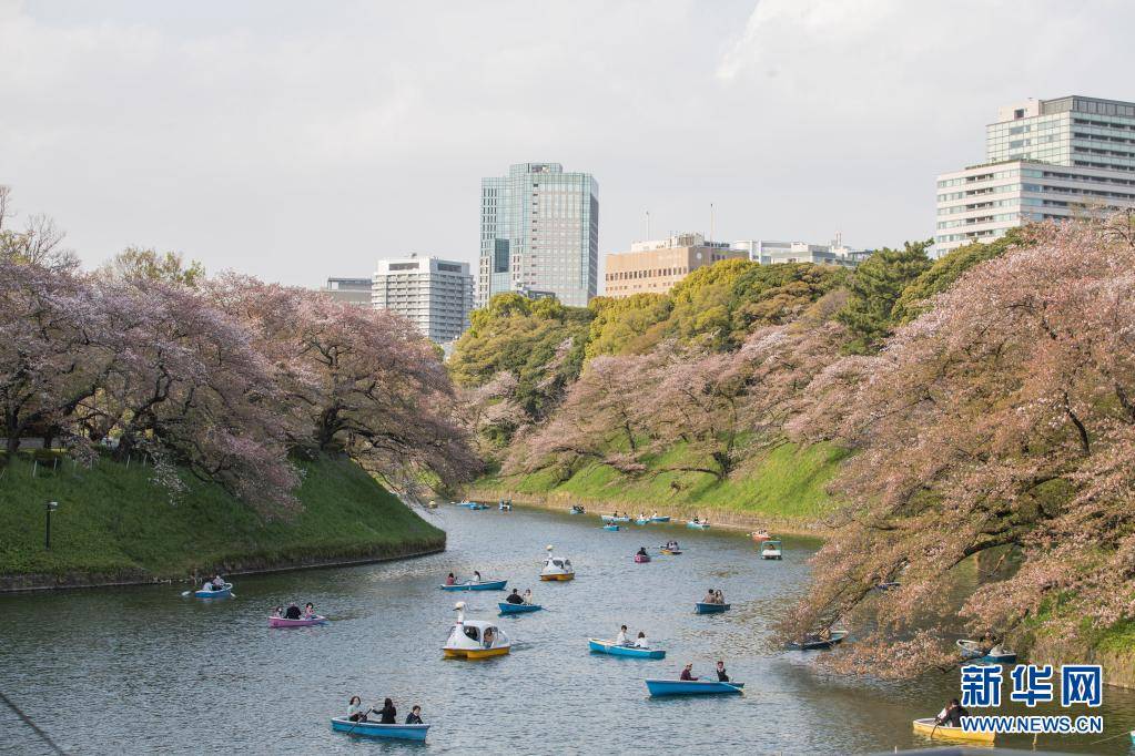 日本东京樱花季接近尾声