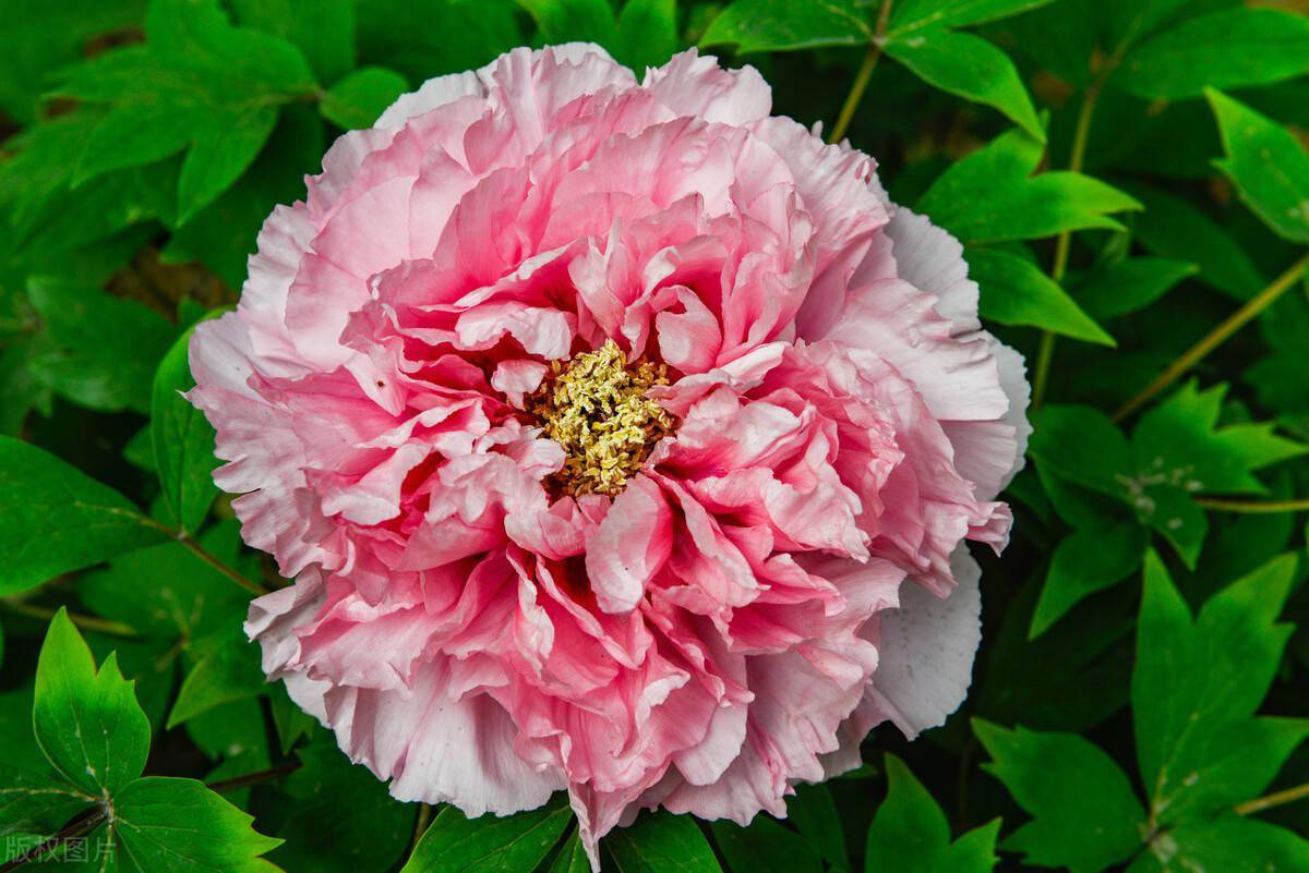 一叶一花尽显传统之美的古典花草和中式庭院太搭了