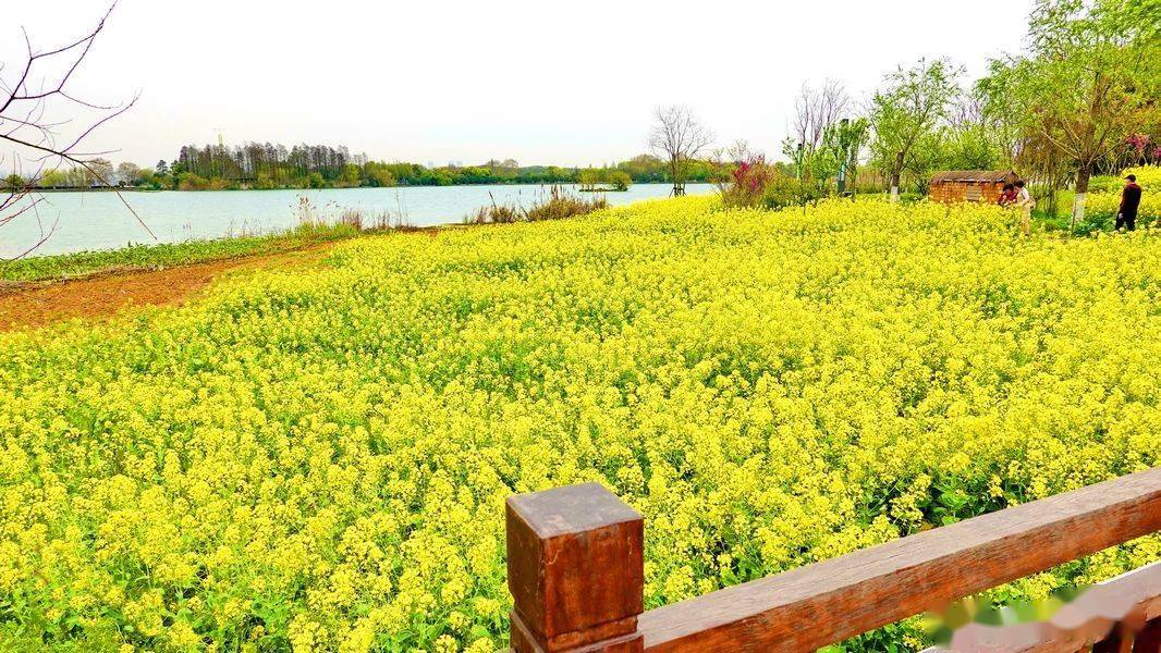 武汉东湖油菜花图片