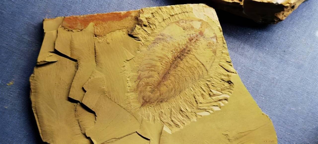 最大的蜈蚣 化石图片