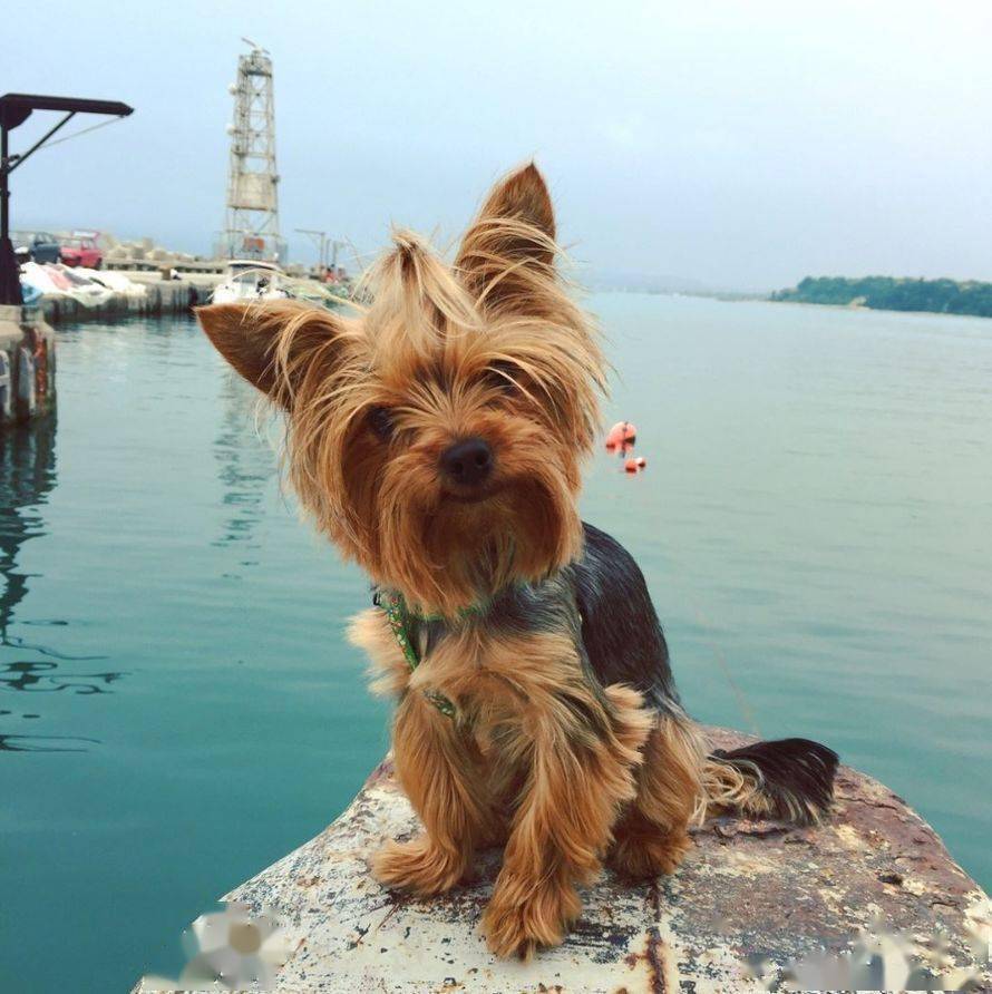 比沃尔㹴犬- 维基百科，自由的百科全书, image size:890x892