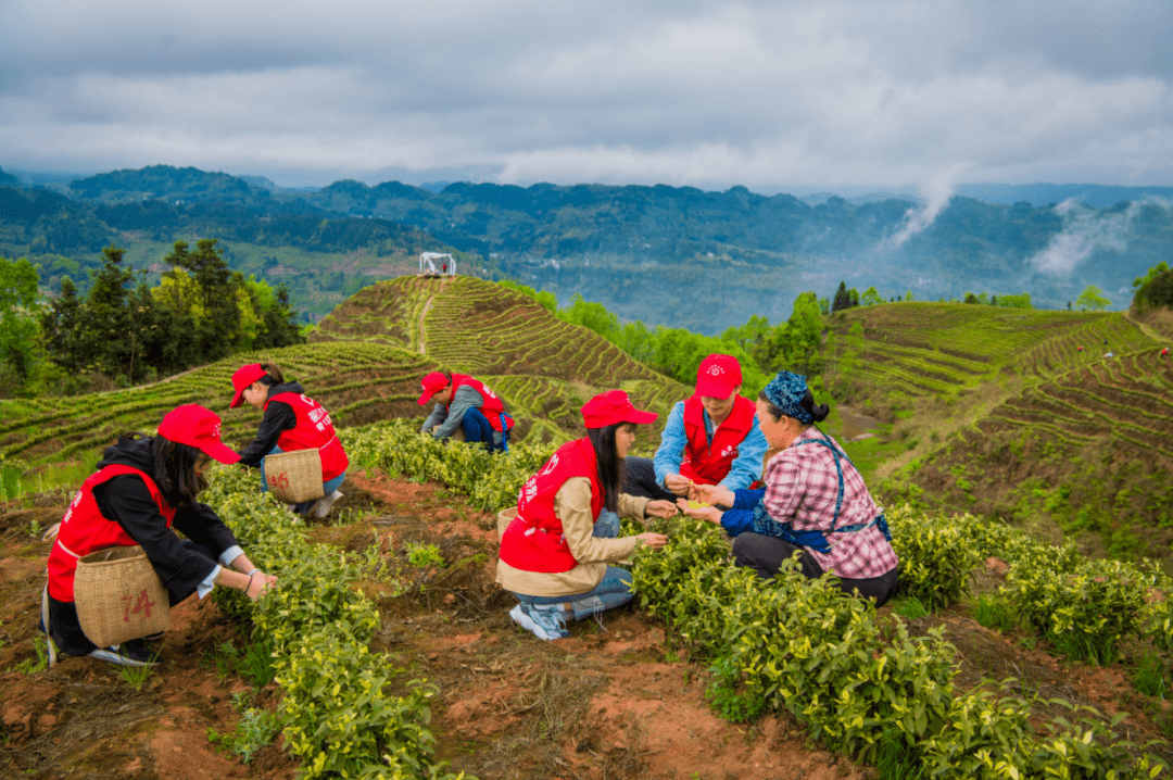 千里传媒有限公司党支部等组织40余名党员志愿者来到东溪镇巩固村白茶