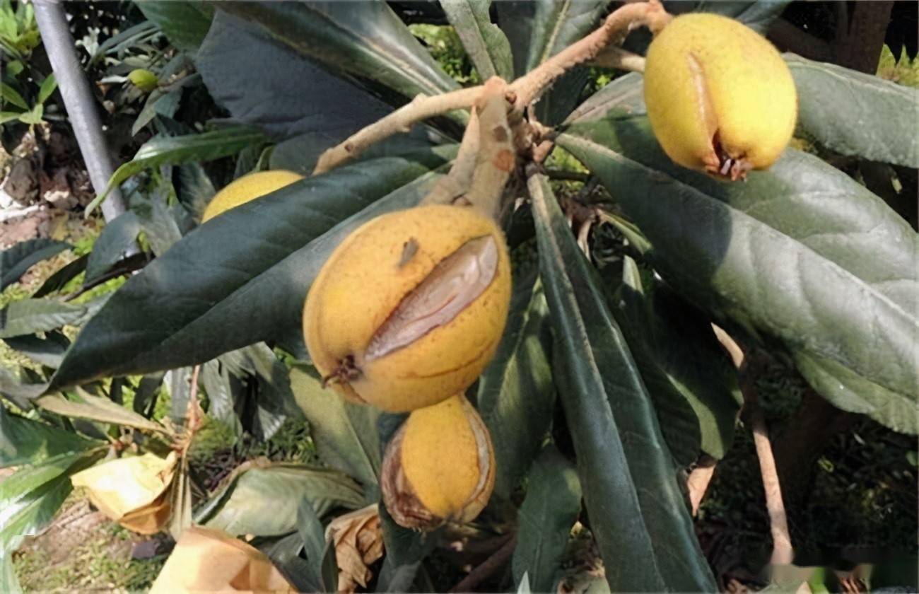枇杷裂果原因及防止措施
