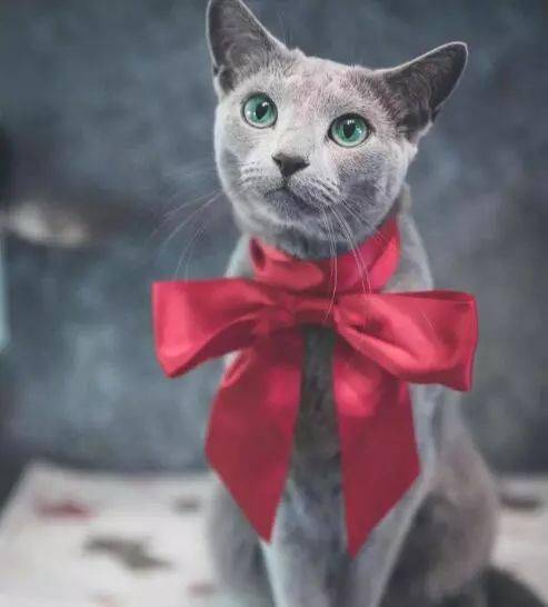 俄罗斯蓝猫绿眸灰体有种优雅的神秘感