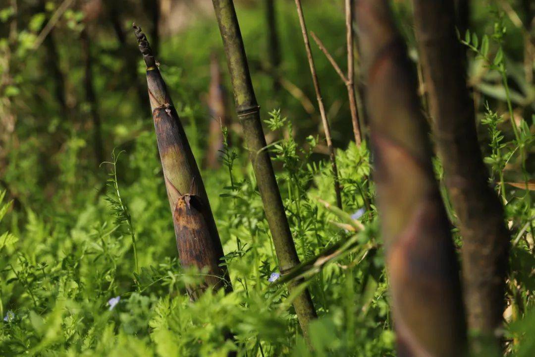 竹笋"深土中的笋喝饱水分,破土而出,在阵阵春雷声后,春天雨水充足,长