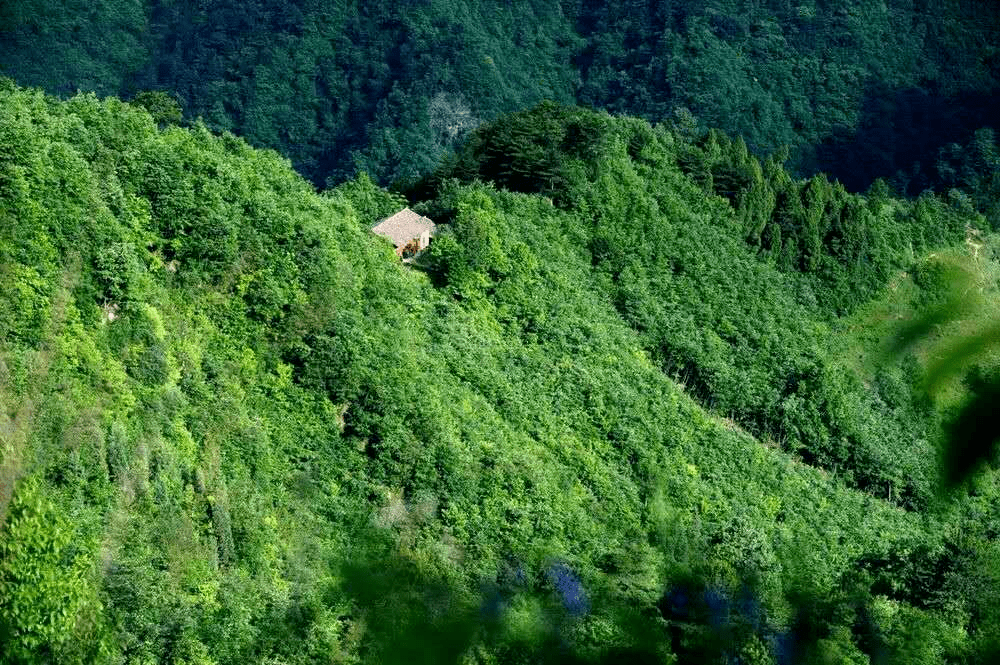 葱葱茏茏,生机勃勃,无不散发出迷人的气息.