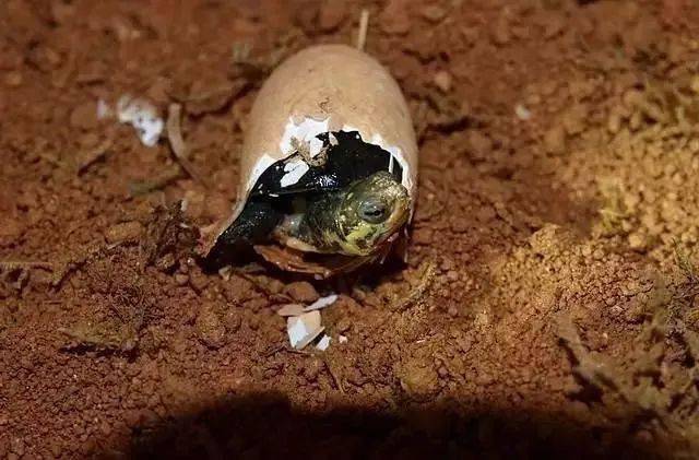 孵出时期孵育的第38--44天,胚体成倍增加体重.