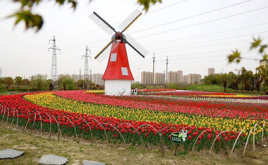 6万株郁金香已盛放！上海嘉定这片“小荷兰” 景观，你看过了吗？