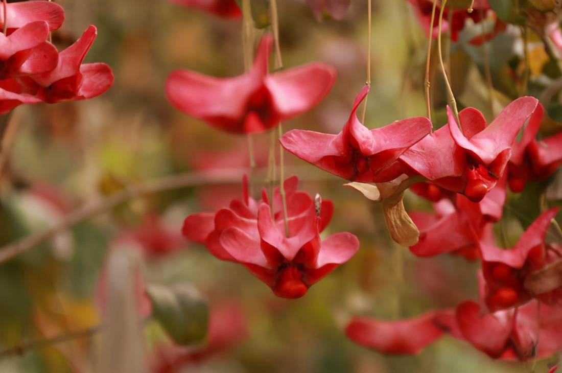 花梗像金丝花朵像蝴蝶俗称摇钱树真货不多