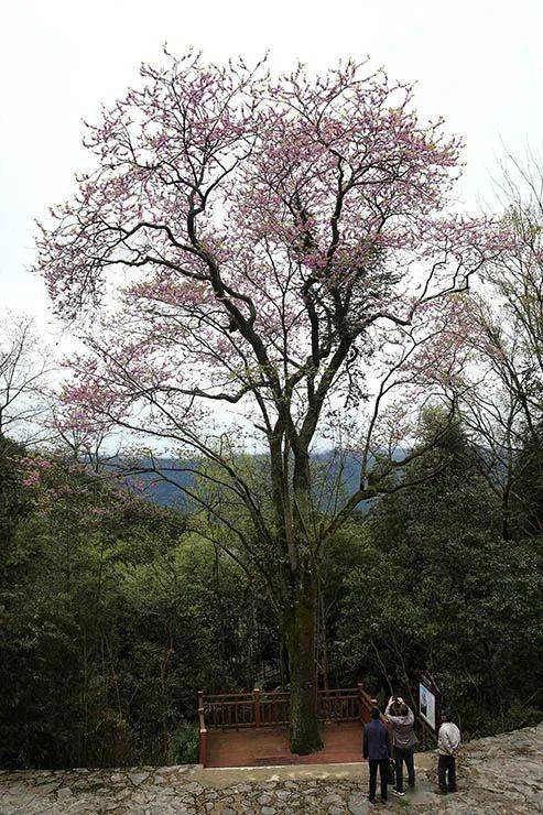 时下正是这棵古野生紫荆树开花时节,满树的紫红色的花朵,像一把巨伞撑