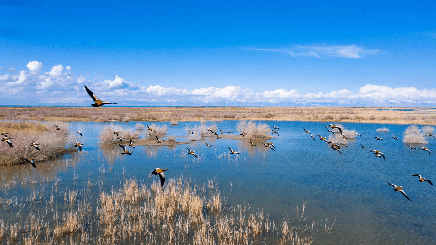 新疆博斯腾湖：水清景美鸟蹁跹