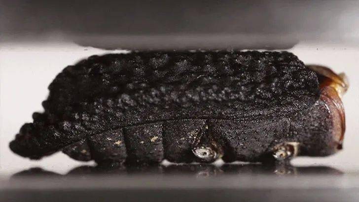 拥有坚不可摧外骨骼的恶魔铁甲虫