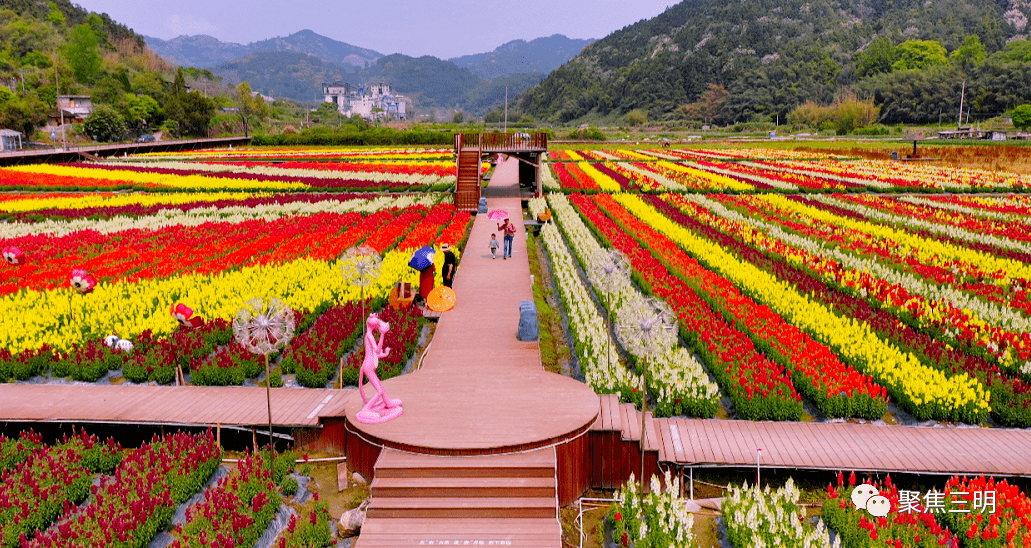 三明这片多彩花海美如童话,惊艳朋友圈靠它们了_万寿岩