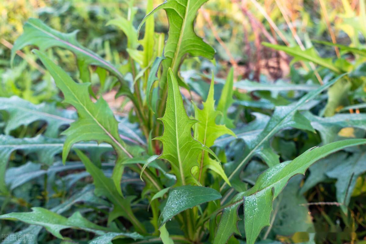婆婆丁图片是荠菜吗 10b9ae0ca57c4d1fa4928897731dc835.jpeg
