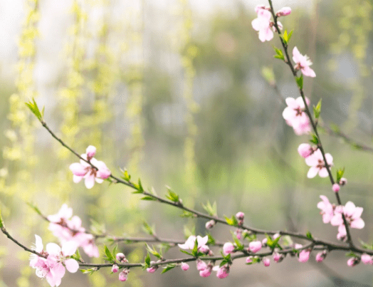 锦城春季超全赏花指南 | 不负春光，一起来赏花！