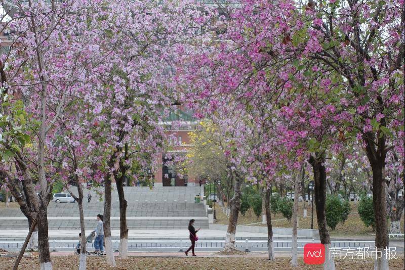 清明假期去哪里玩？广州推出赏春花品历史11条精品路线