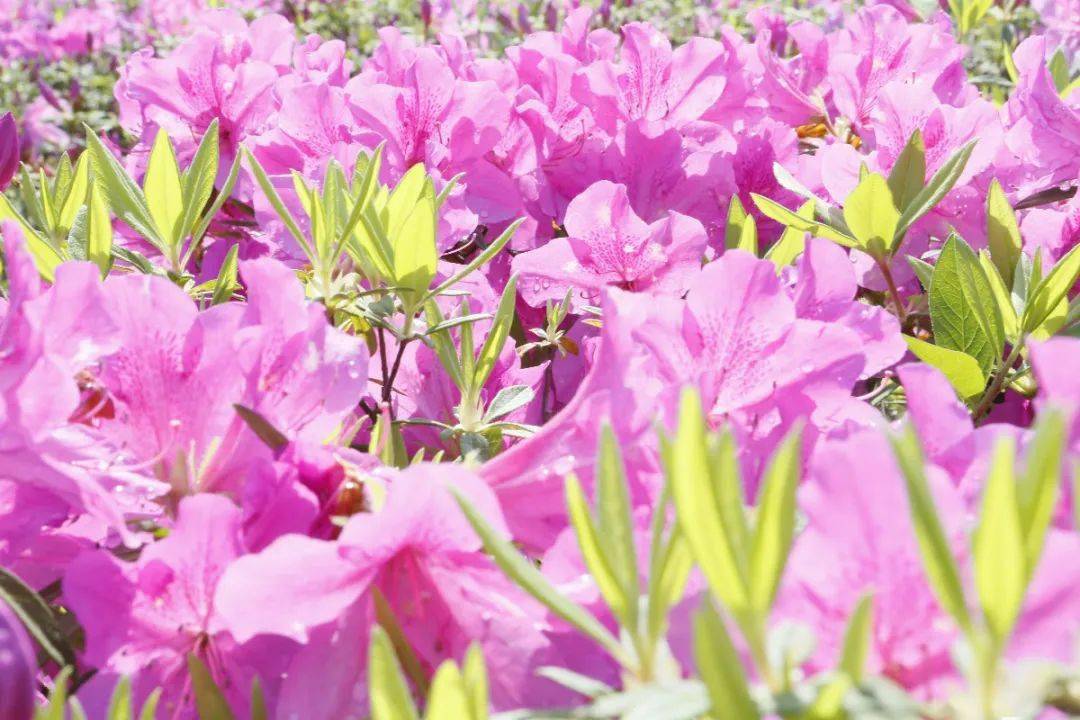 福州贵安花海拓展公园粉色沙&网红气球节4月3日--5月6日隆重登场!