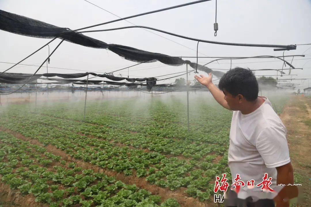 东方常年蔬菜基地:夏天种菜有妙招 喷雾降温保产量_种植