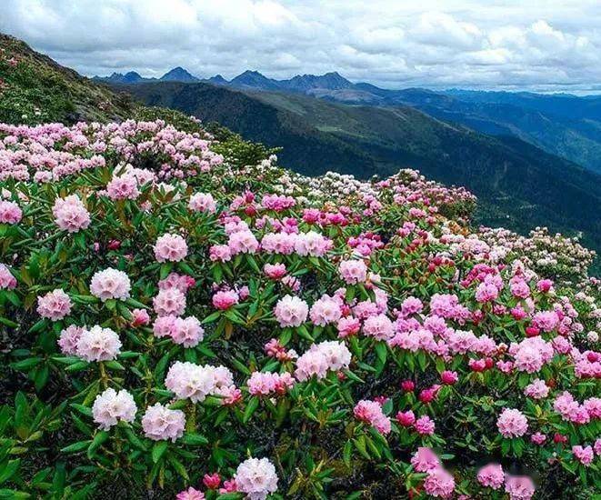 杜鹃将等次第开放处处透着花香漫山遍野都是醉人的锦绣美景若此时你来