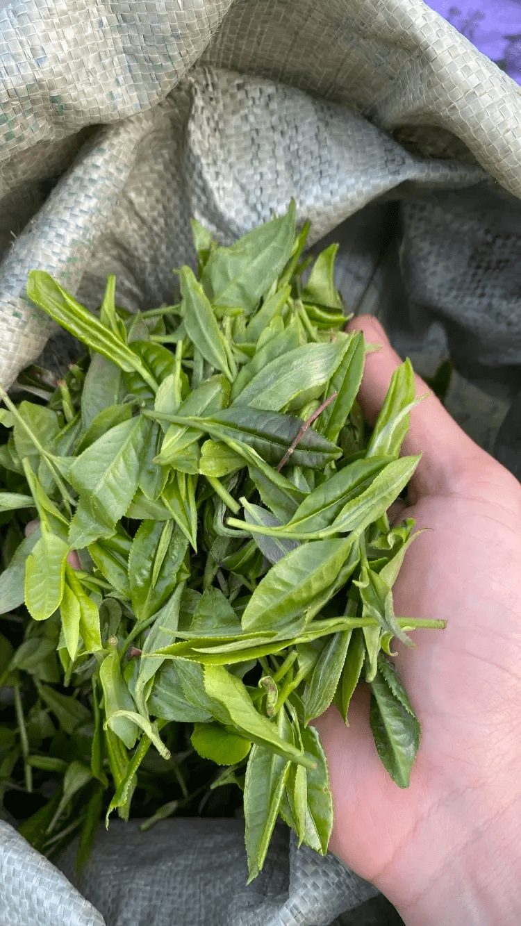 "瑞幸之父"故里,没落的皇家茶园_屏南县