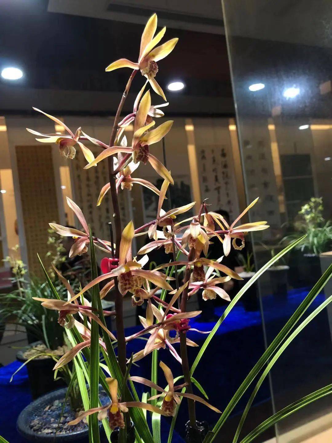 安徽省第六届蕙兰展暨金寨玉博园首届兰花书画博览会正式开幕