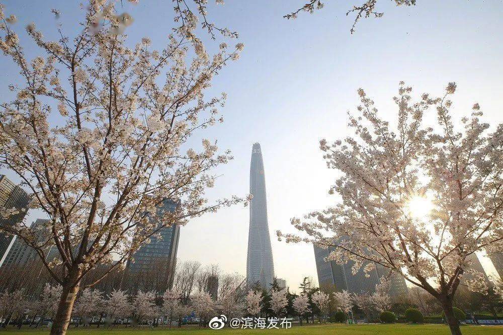 正迎盛花期！天津这条樱花大道刷屏了！