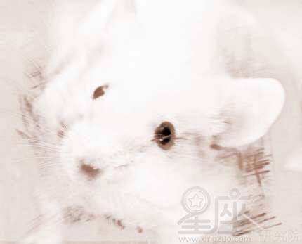 孕妇梦到好多老鼠,寓意与解梦的深度剖析 孕妇梦到好多老鼠,寓意与解梦的深度剖析