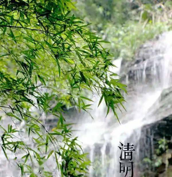 qingming清明节是杨柳发芽抽绿的时间,民间有折柳,戴柳,插柳的习俗.