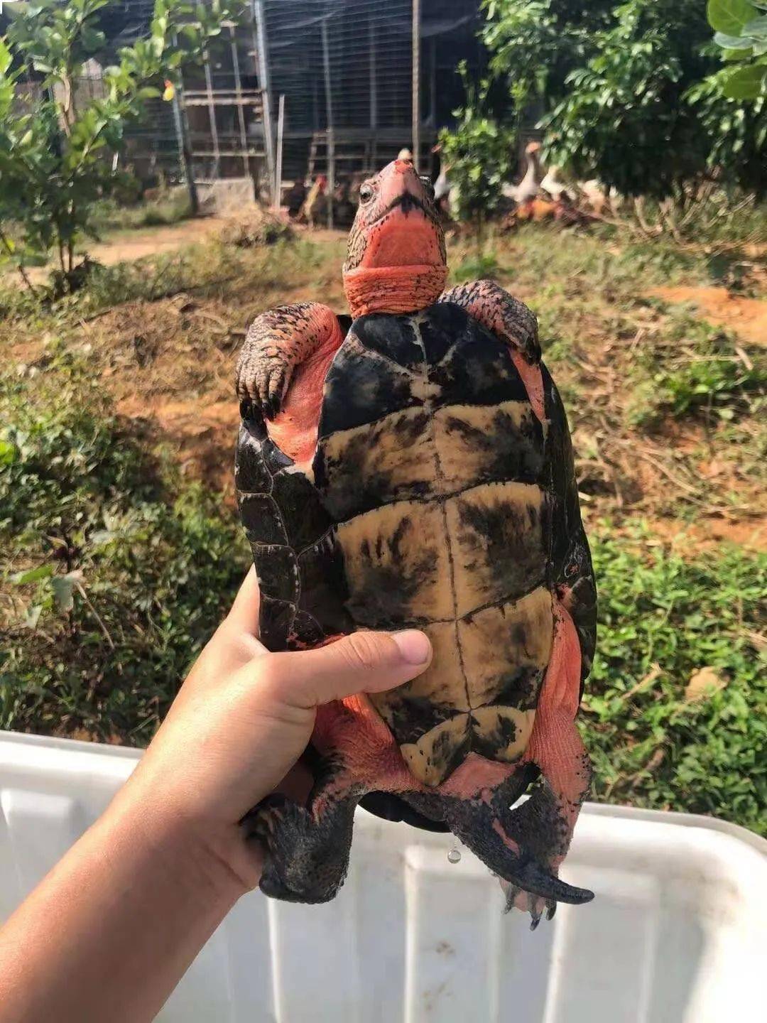 关于龟类人工种群标识管理制度的预测及猜想 极有可能会使用植入式动物电子芯片 经营