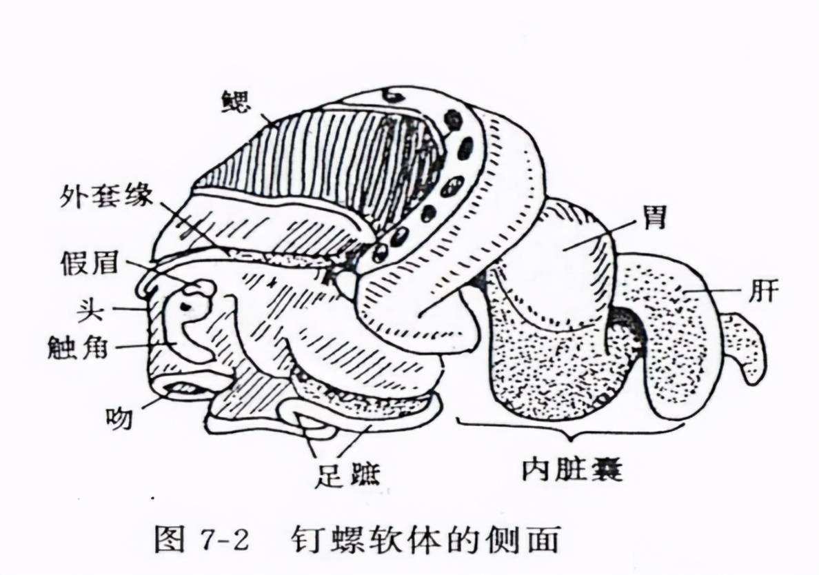 海螺内部结构图图片