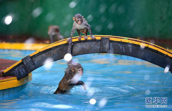 猕猴戏水