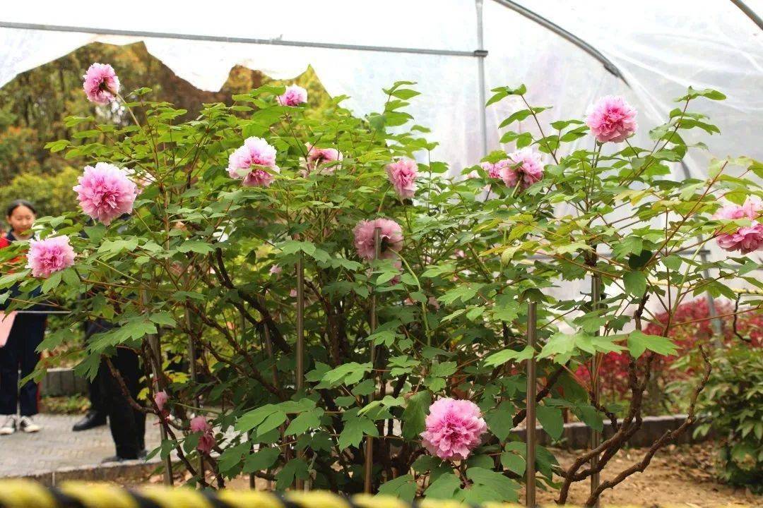 近500岁的牡丹花 开了 董其昌