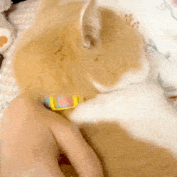 网红猫咪鸡腿猫咪王致和表情包第十弹