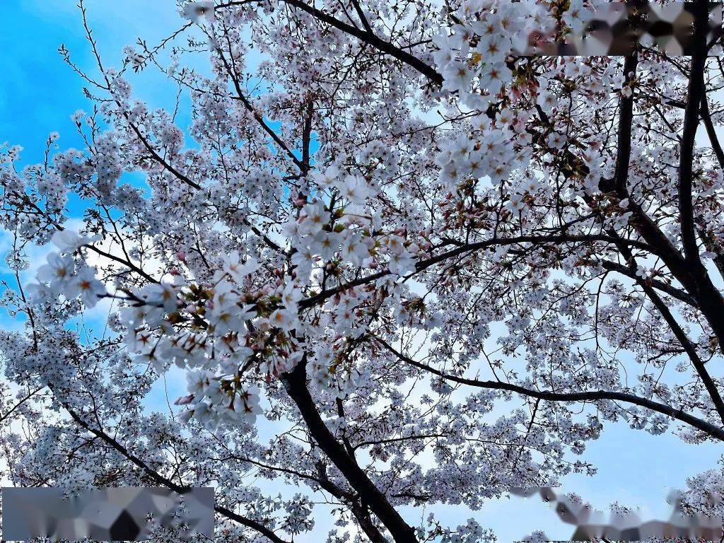 杨颖、刘嘉玲​的春日赏樱图，樱花照应该怎么拍才好看？