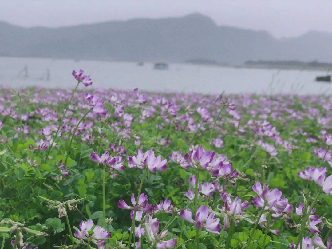 灵川公平湖的紫云英盛放！开成“花地毯”！桂林赏花选这里