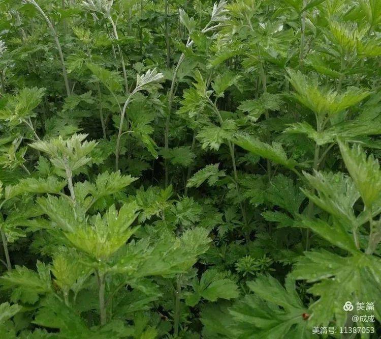 食用艾草通常用来做青团.