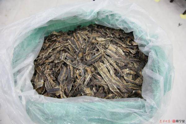 案值120万元!南宁海关查获涉嫌走私海马干7000余尾