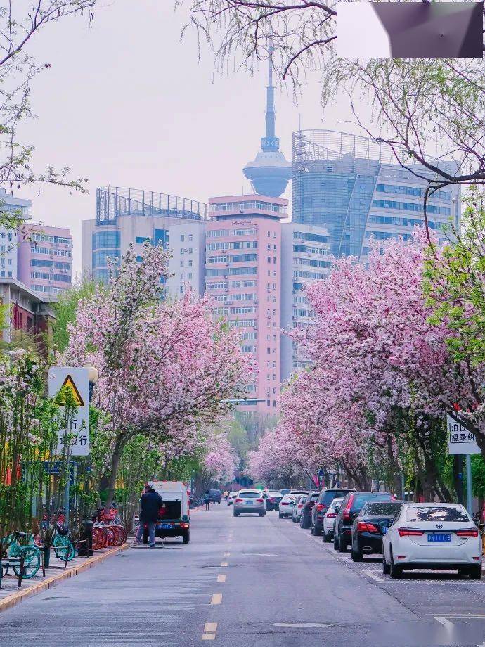 春日限定大理道的海棠美哭了你还不来吗