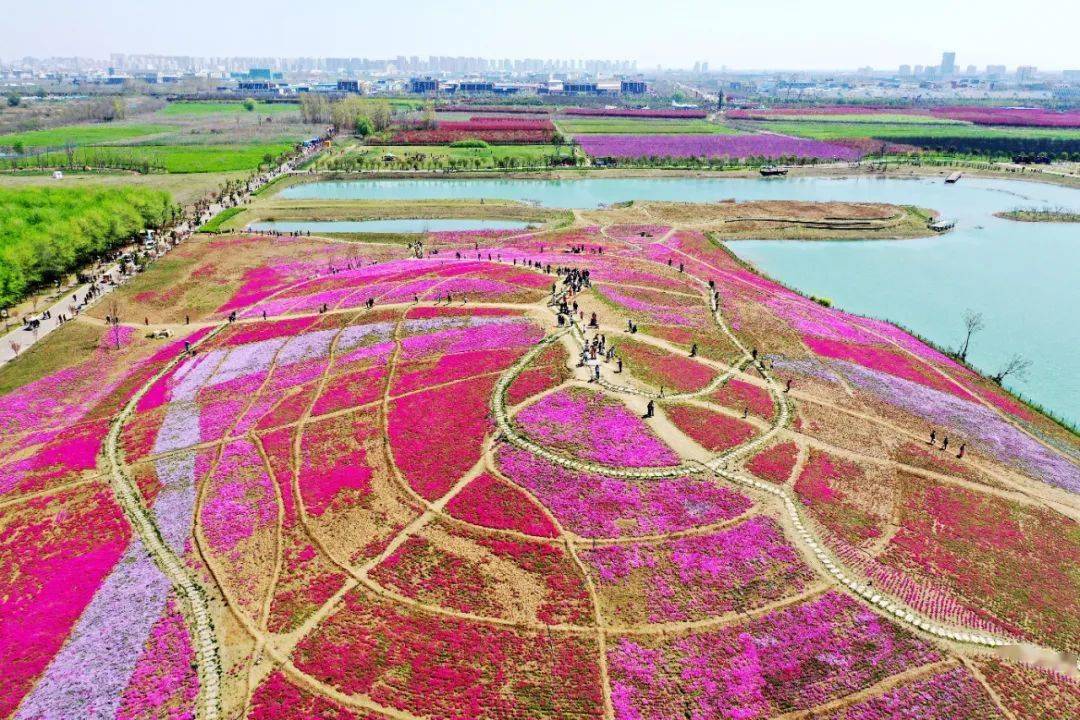 亳州这座山已被鲜花"淹没"…_清明