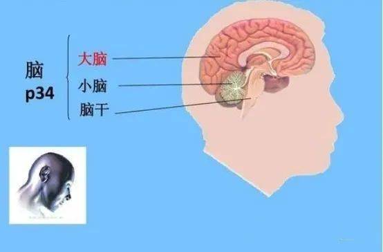 脑子在头部位置图图片