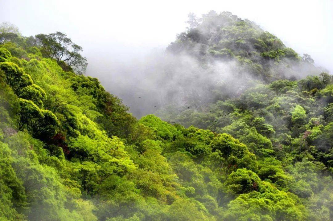 文成縣猴王谷森林康養基地